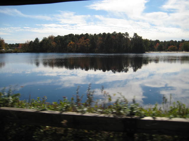 pinebarrens2