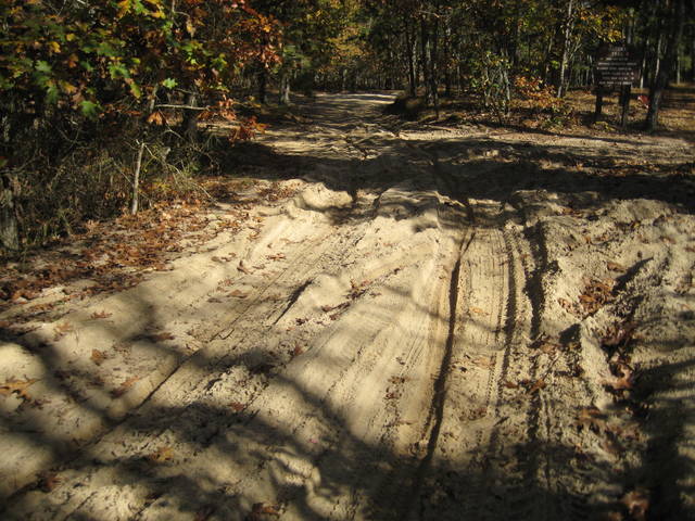 pinebarrens15